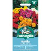 Dahlia Seeds (Dwarf Double) image
