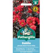 Dahlia Seeds (Pinnata Black Forest Ruby) image