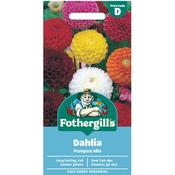 Dahlia Seeds (Pompon Mix) image