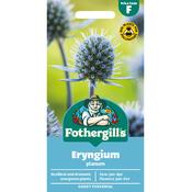 Eryngium Seeds (Planum) image