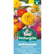 Helichrysum Seeds (Strawflower Mix) image
