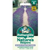 Lavender Seeds (Hidcote Blue) image