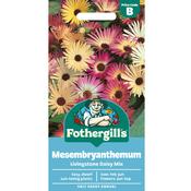 Mesembryanthemum Seeds (Livingstone Daisy Mix) image