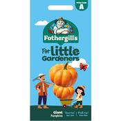 Little Gardeners Giant Pumpkin Seeds image