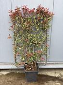 Photinia × fraseri Pink Marble image