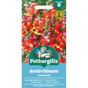 Antirrhinum Seeds (Rembrandt) image