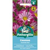 Cosmos Seeds (Seashells Red)