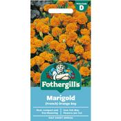 Marigold Seeds (French|Orange Boy) image