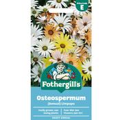 Osteospermum Seeds (Annual Limpopo) image