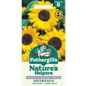 Sunflower Seeds (Hallo)