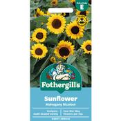 Sunflower Seeds (Mahogany Bicolour)