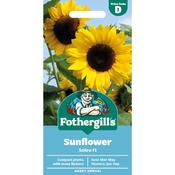 Sunflower Seeds (Soleo Hybrid)