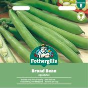 Broad Bean Seeds (Aduadulce)