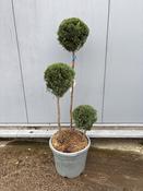 Cupressocyparis Leylandii Castlewellan Gold Triostem | Evergreen Specimen image