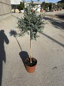 Eucalyptus gunnii on Stem image