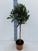 Laurus Nobilis On Stem – Standard Bay Tree image