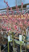 Salix gracilistyla Mount Aso – Red-Twigged Willow