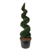 Taxus baccata Spiral | Evergreen English Yew Topiary Specimen image