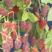 Tayberry Plants (2 Litre Pot) image