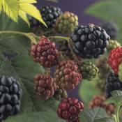 Thornless Blackberry Bush - Rubus fruticosus agg. Thornfree image