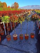 Photinia Fraseri Little Red Robin Stem