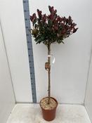 Photinia Fraseri Red Robin Stem