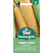 Sweet Corn Seeds (Rising Sun F1) image
