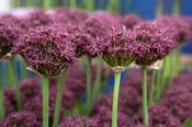 Allium Atropurpureum Bulbs (5 Pack) image