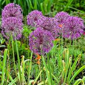 Allium Christophii Bulbs (6 Pack) image