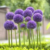 Allium Gladiator Bulbs (3 Pack) image