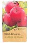 Malus domestica Beauty of Bath Early Dessert Apple Tree image