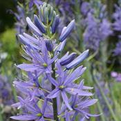 Camassia Leichtinii Caerulea Bulbs (5 Pack) image