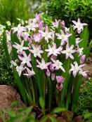 Chionodoxa Forbesii Pink Giant Bulbs (20 Pack) image