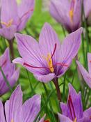 Crocus Species Ruby Giant Bulbs (50 Pack) image