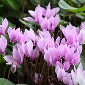 Cyclamen Hederifolium Bulbs (3 Pack) image