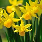 Daffodil Dellan Bulbs (6 Pack) image