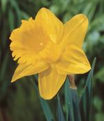 Daffodil Dutch Master Bulbs (6 Pack) image