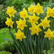 Daffodil Mando Bulbs (6 Pack) image