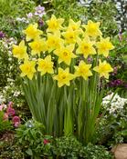 Daffodil Tamara Bulbs (6 Pack) image