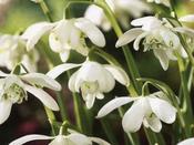 Galanthus n. Double Flore Pleno Bulbs (20 Pack) image
