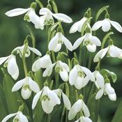 Galanthus Woronowii Bulbs (10 Pack) image