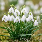 Galanthus Woronowii Bulbs (35 Pack) image