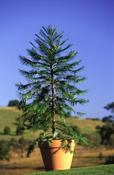 Wollemi Pine Living Fossil Tree image