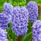 Hyacinth Delft Blue Bulbs (3 Pack) image