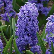 Hyacinth Aqua® Bulbs (3 Pack) image