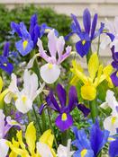 Iris Hollandica Mixed Varieties Bulbs (20 Pack) image