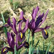 Iris Reticulata Dwarf Dijt Bulbs (15 Pack) image