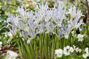 Iris Reticulata Painted Lady Bulbs (8 Pack) image