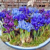 Iris Reticulata Mixed Bulbs (20 Pack) image