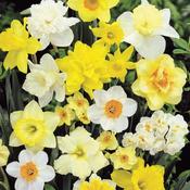 Mix Miniature Daffodils Bulbs (50 Pack) image